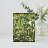Mohnsamen-Blume Postkarte (Stehend Vorderseite)