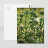 Mohnsamen-Blume Postkarte (Vorne/Hinten)