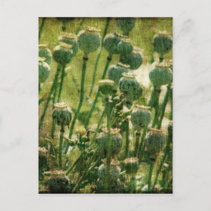 Mohnsamen-Blume Postkarte