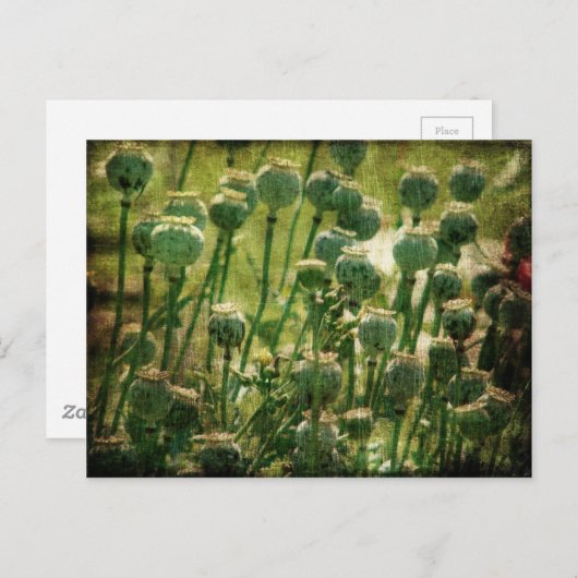 Mohnsamen-Blume Postkarte (Vorne/Hinten)