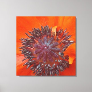 Mohnsamen Leinwanddruck