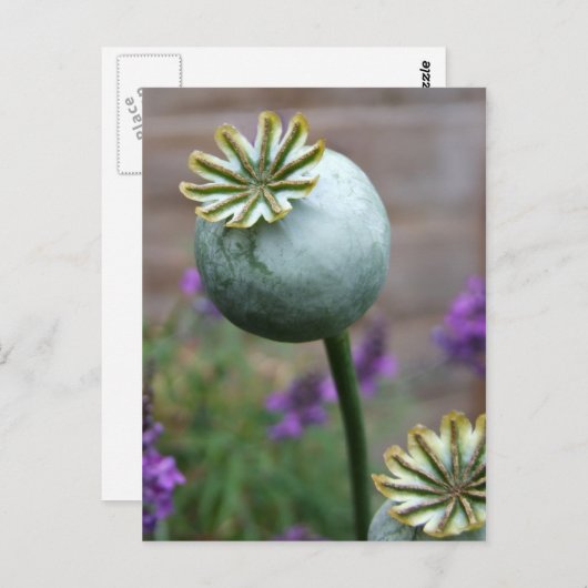 Mohnsamen Postkarte (Vorne/Hinten)