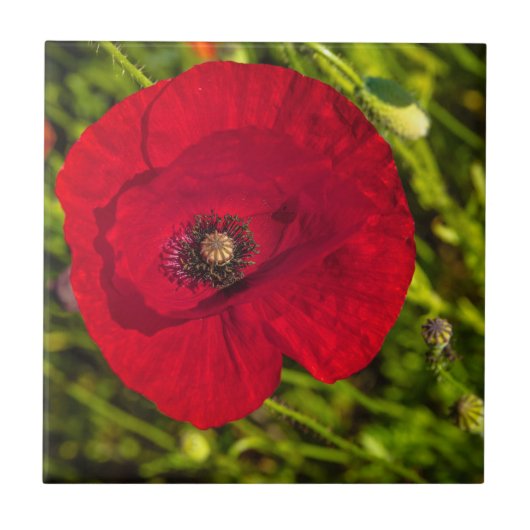 Mohnserie #2 fliese (Vorderseite)