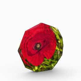 Mohnserie #2 fotoblock