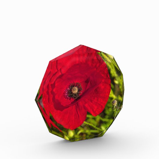 Mohnserie #2 fotoblock (Links)