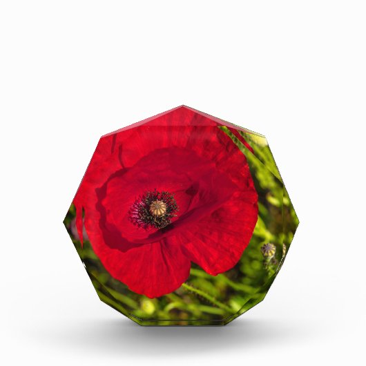 Mohnserie #2 fotoblock (Vorderseite)