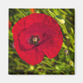 Mohnserie #2 magnet (Vorne)