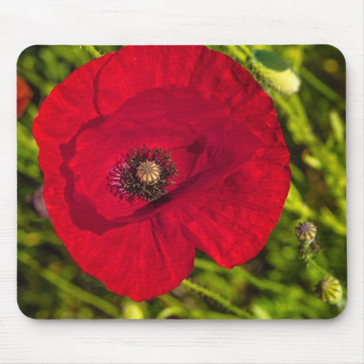 Mohnserie #2 mousepad (Vorne)