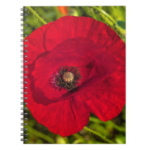 Mohnserie #2 notizblock