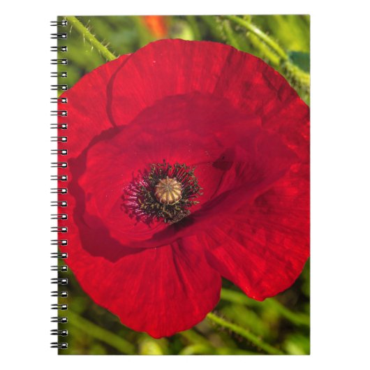 Mohnserie #2 notizblock (Vorderseite)