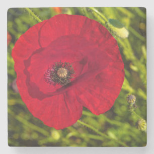 Mohnserie #2 steinuntersetzer