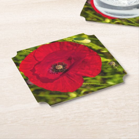 Mohnserie #2 untersetzer (angewinkelt)