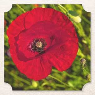 Mohnserie #2 untersetzer