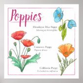Mohnsorten Poster (Vorne)