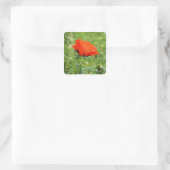 Mohnsticker Quadratischer Aufkleber (Tasche)