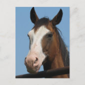 Möhren got? postkarte (Vorderseite)