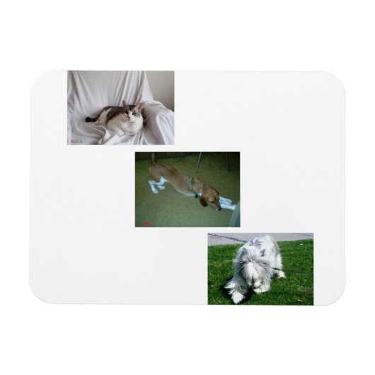 Moira, Riley und Tyler Foto Collage Magnet (Horizontal)