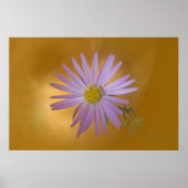 Mojave Aster Wildblume Poster