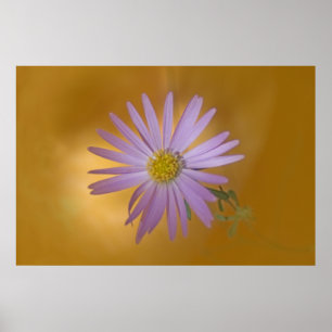 Mojave Aster Wildblume Poster