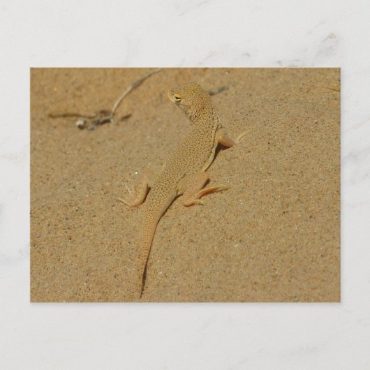 Mojave-Fransenzehen-Echse Postkarte (Vorderseite)