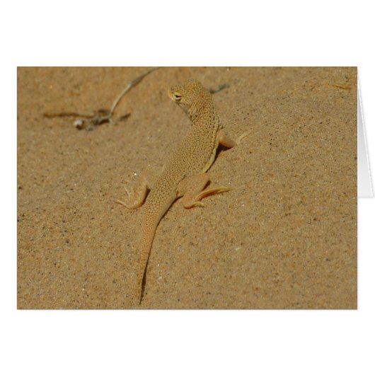 Mojave Fringe-Toed Lizard (Vorderseite (Horizontal))