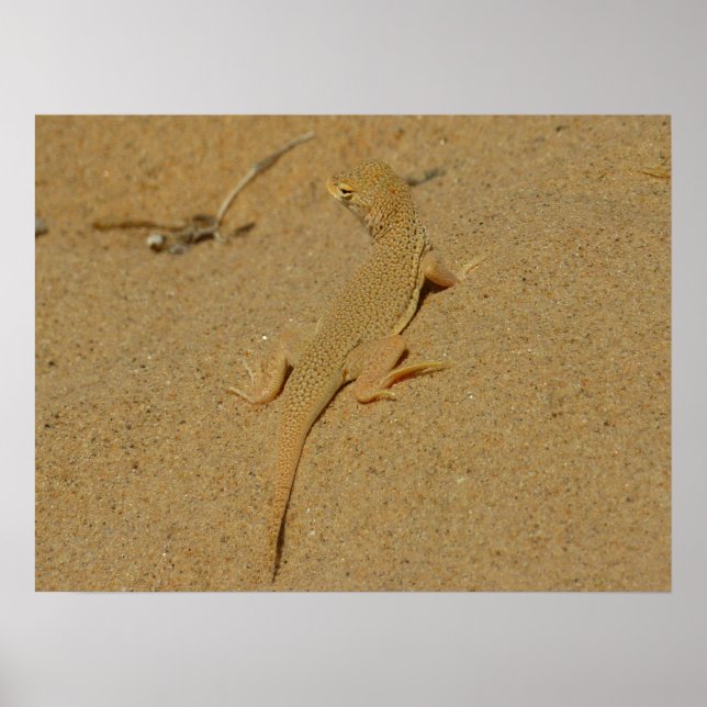 Mojave Fringe-Toed Lizard Poster (Vorne)