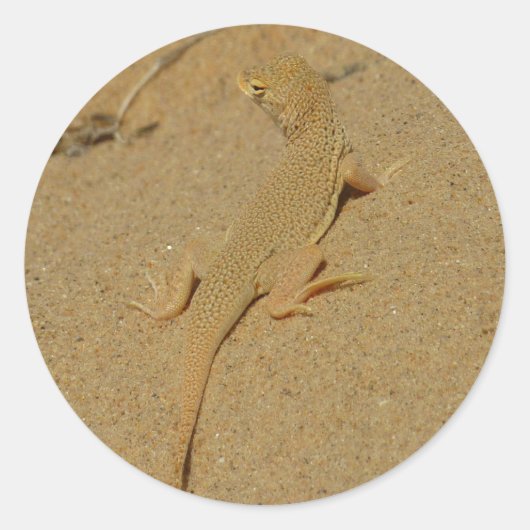 Mojave Fringe-Toed Lizard Runder Aufkleber (Vorderseite)
