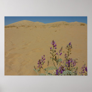 Mojave Indigo Bush und Kelso Dunes Poster