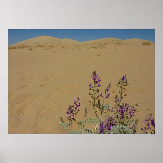 Mojave Indigo Bush und Kelso Dunes Poster (Vorne)