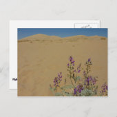 Mojave Indigo Bush und Kelso Dunes Postkarte (Vorne/Hinten)