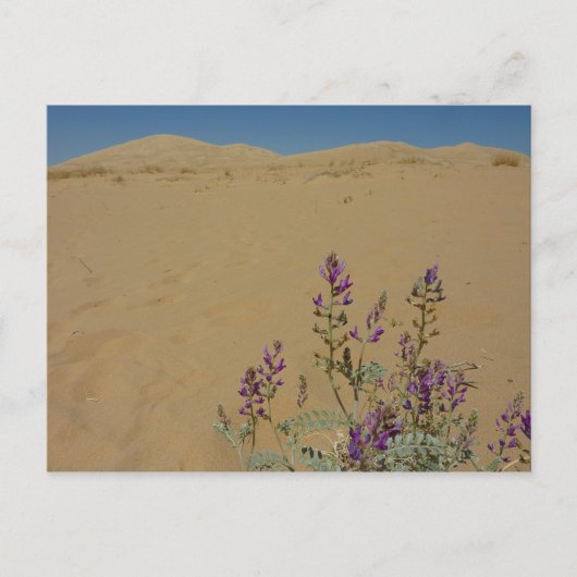 Mojave Indigo Bush und Kelso Dunes Postkarte (Vorderseite)