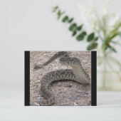 Mojave Rattlesnake Postkarte (Stehend Vorderseite)