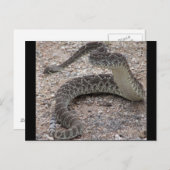 Mojave Rattlesnake Postkarte (Vorne/Hinten)