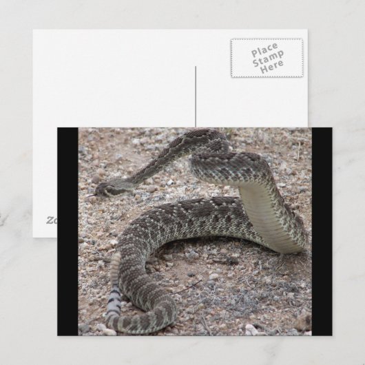 Mojave Rattlesnake Postkarte (Vorne/Hinten)
