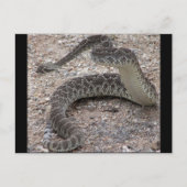 Mojave Rattlesnake Postkarte (Vorderseite)