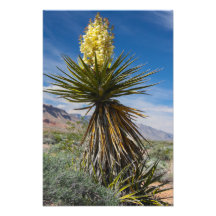 Mojave yucca blüht in der Wüste nahe Las Vegas