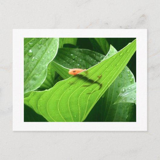 Mojos kleines rotes Eft Postkarte (Vorderseite)