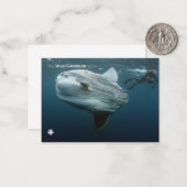 Mola Mola Mitteilungskarte (Vorderseite/Rückseite Beispiel)