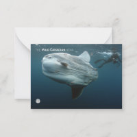 Mola Mola
