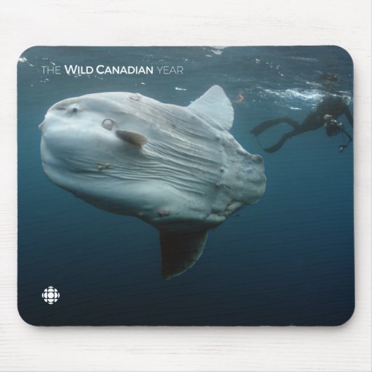 Mola Mola Mousepad (Vorne)
