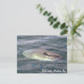 Mola mola (Ocean Sunfish) Postkarte (Stehend Vorderseite)