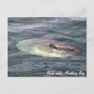 Mola mola (Ocean Sunfish) Postkarte