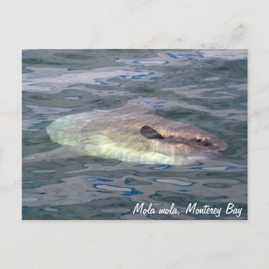 Mola mola (Ocean Sunfish) Postkarte (Vorderseite)