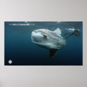 Mola Mola Poster (Vorne)