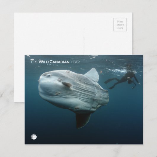 Mola Mola Postkarte (Vorne/Hinten)