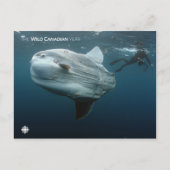 Mola Mola Postkarte (Vorderseite)