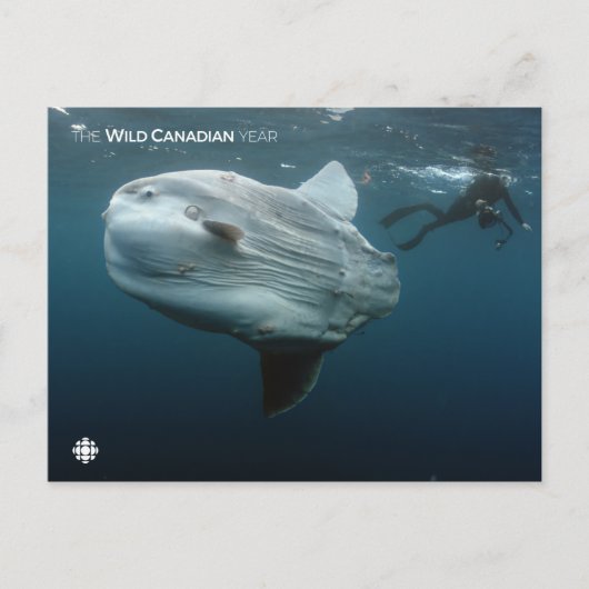 Mola Mola Postkarte (Vorderseite)