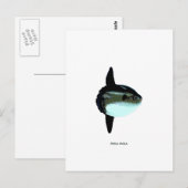 Mola Mola Postkarte (Vorne/Hinten)