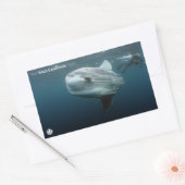 Mola Mola Rechteckiger Aufkleber (Umschlag)