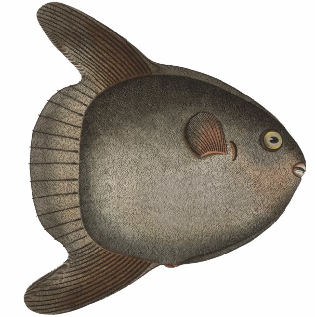 Molamola-Ozeansunfish-Magnet für Ihren Kühlschrank Fotoskulptur Magnet (Vorne)